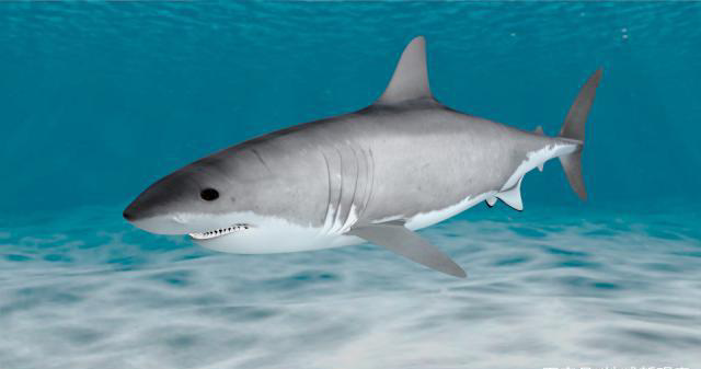 海里有什么鱼，深海鱼都有什么鱼（你知道海洋里最大的鱼类是什么吗）