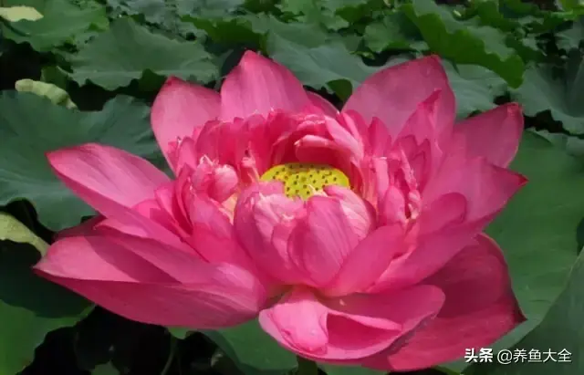 莲花的别称有哪些，莲花的别称有哪些拼音（ 太齐全太珍贵了）