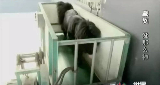 世界第一獒王2亿，中国藏獒十大獒王排名（泡沫是怎么破灭的）