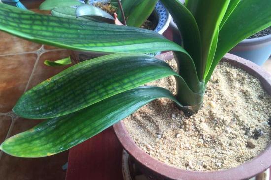 小飞虫怎么消灭小窍门，水果小飞虫怎么消灭小窍门（教你3个“灭虫”技巧）