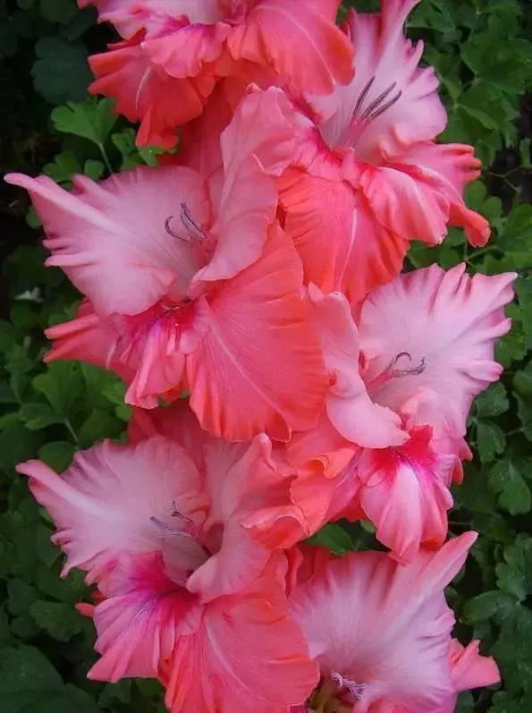 世界上有多少种花，世界上有多少种花?分别是什么（100幅美丽的花儿，赏心悦目）