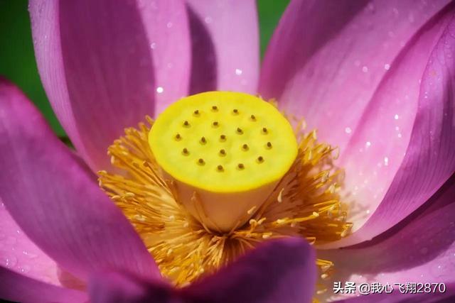 荷花可以用什么形容词，荷花用什么形容词修饰（过雨荷花别样艳）