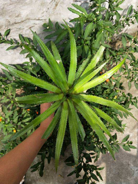 菠萝头子的种植方法，菠萝头子怎么种植（菠萝头也能成小森林）