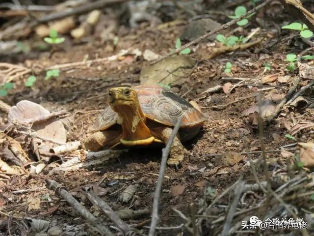 乌龟吃什么东西长得快，乌龟吃什么长得快（“干”类食物，喂龟该怎么选）