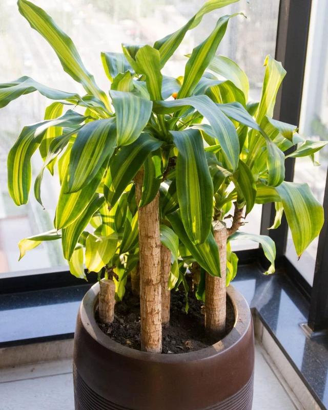 黑叶芋，这些网红植物都可以养室内（黑叶芋小仙女）