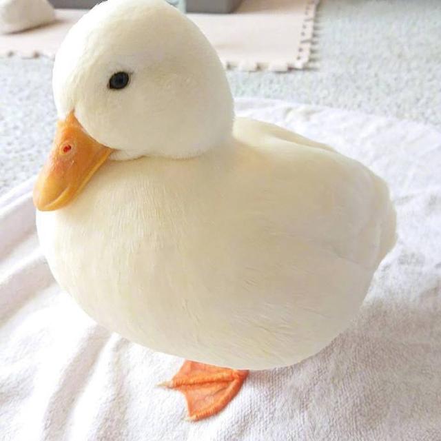 可爱捏，卡哇伊ฅฅ，微信头像，可爱捏，卡哇伊ฅฅ（可爱头像，卡哇伊！）