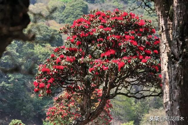 关于马缨杜鹃花，马缨杜鹃花下山桩（马缨杜鹃花的鉴赏以及栽培养护）