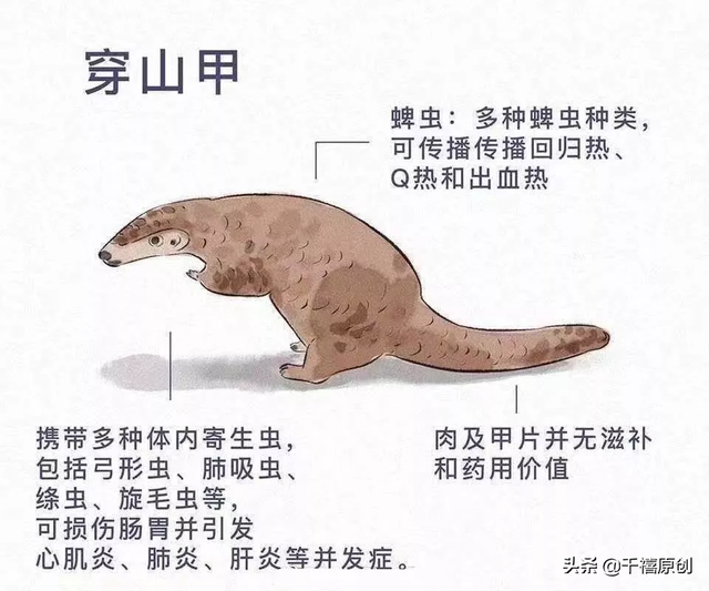 狼牙什么属相的人不能佩戴，不适合带狼牙的属相（这5种动物首饰你还敢戴）