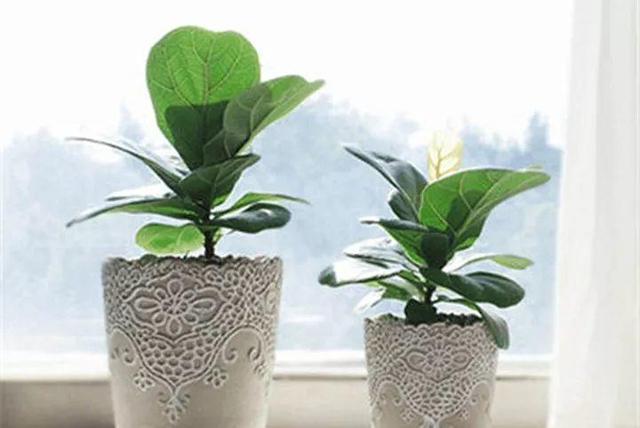 观音莲的花语，观音菩萨与莲花的寓意（守护你的小幸福）