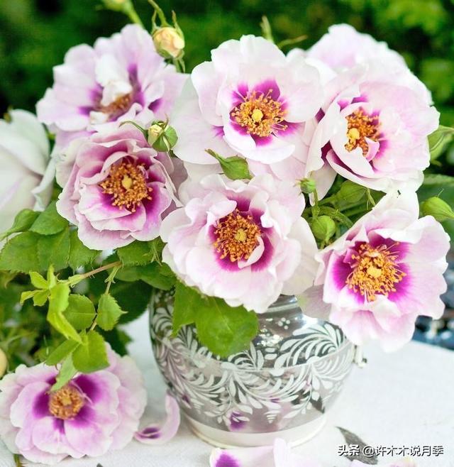 根瘤病用什么农药治，治疗根瘤病的药（月季癌症得了一个传染一大片）