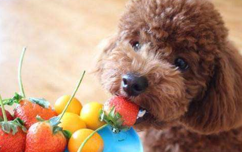 泰迪吃什么食物好，泰迪吃什么食物最好（泰迪越吃越健康）