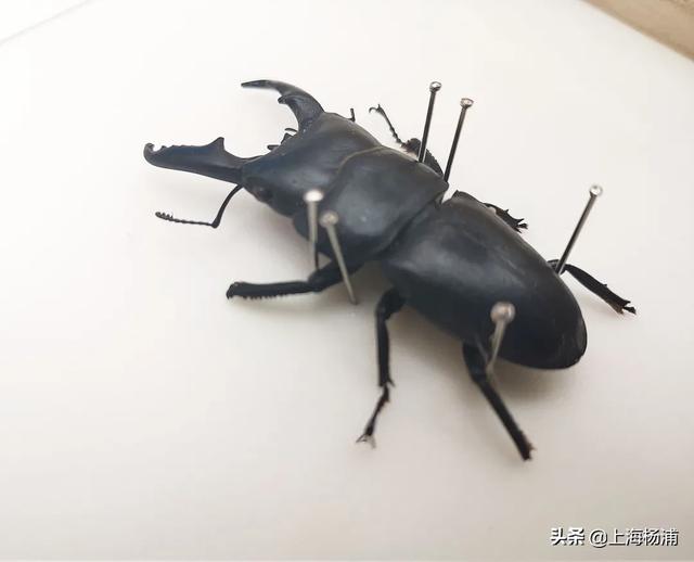 昆虫的秘密有哪些,了解昆虫世界的秘密 昆虫的秘密有哪些,了解昆虫世界的秘密