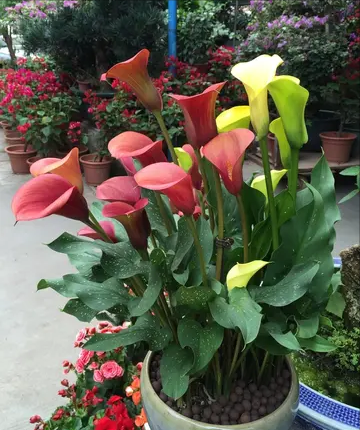 海里的植物有哪些，海里的植物有哪些常见植物图片（7种“喜水花”）