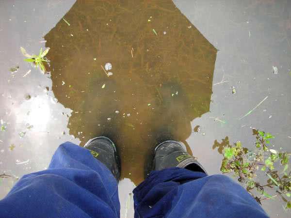 7种常见的鲫鱼品种，最好的鲫鱼是什么品种（这种头短体肥的白鲫）