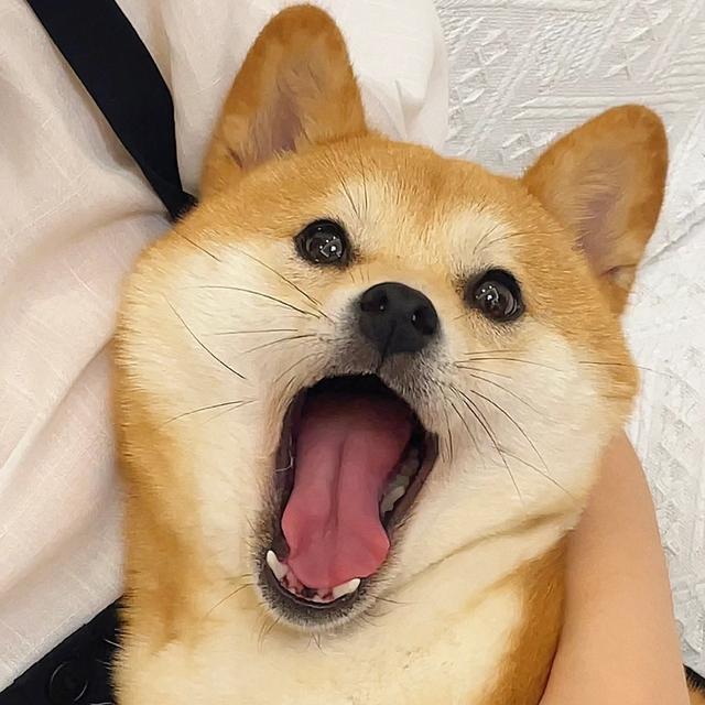 柴犬头像/你咋害不睡捏 ​​​微信，柴犬头像/你咋害不睡捏 ​​​（表情包：狗狗柴犬头像 ​​​）