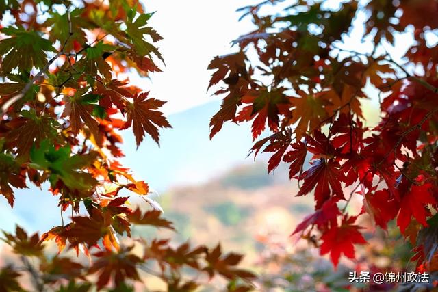 枫叶的特点，最佳观赏期还要等一等……（枫叶长什么样子）