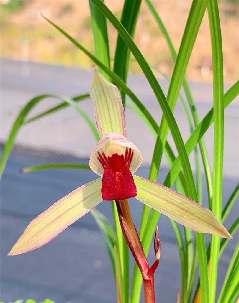 云南兰花图片豆瓣兰(是顶级红素,多次获奖,在云南家喻户晓) - 彝家