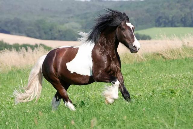 2,黄门四骏.3,赤兔.4,的卢.5,绝影.6,狮子骢.7,忽雷驳.8,照夜白.