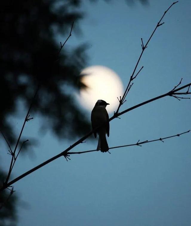 风花雪月的诗句，形容风花雪月的诗句（古诗中的那些风花雪月）