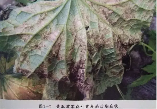 夏黄瓜靶斑病喷什么药特效，治疗黄瓜靶斑病的特效药（纯生物杀菌剂统统搞定）