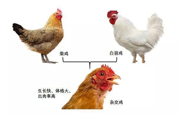 转基因是什么意思，大豆非转基因是什么意思（先从杂交鸡、骡子和狮虎兽开始吧）