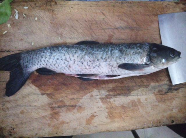 红烧草鱼怎么做，红烧草鱼怎么做好吃又简单（教你在家做红烧草鱼块）