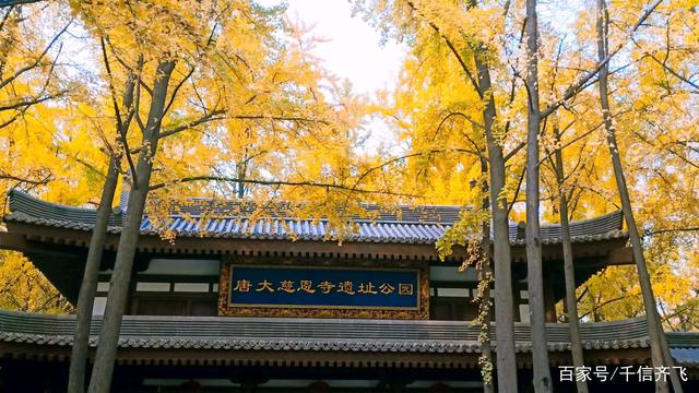 银杏叶的花语和意义，银杏叶的花语寓意（银杏花语、传说和旅游景点推荐）