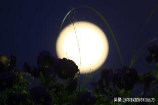 婵娟是什么意思，水调歌头婵娟是什么意思（苏轼的《水调歌头》有多美）