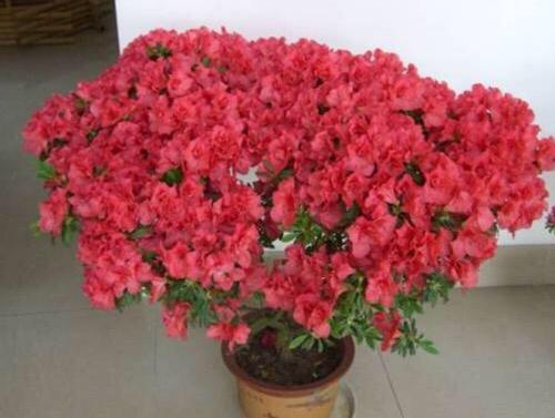 制作花卉营养土的方法，就能自制营养土了