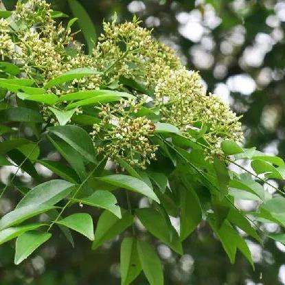 黄花梨树简介黄花梨树的特征,黄花梨树有什么特征(它的叶子并不特殊)