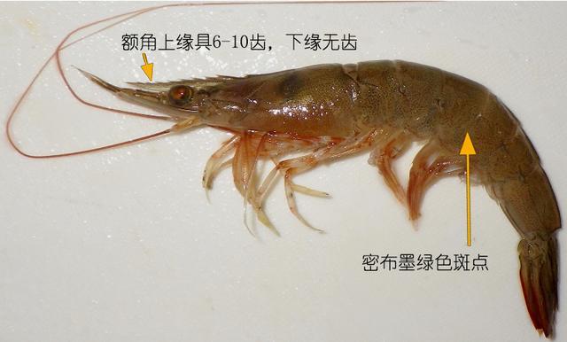北极甜虾和普通虾的品种区别，如何鉴别对虾、罗氏虾、北极甜虾……一文解决“虾”认识