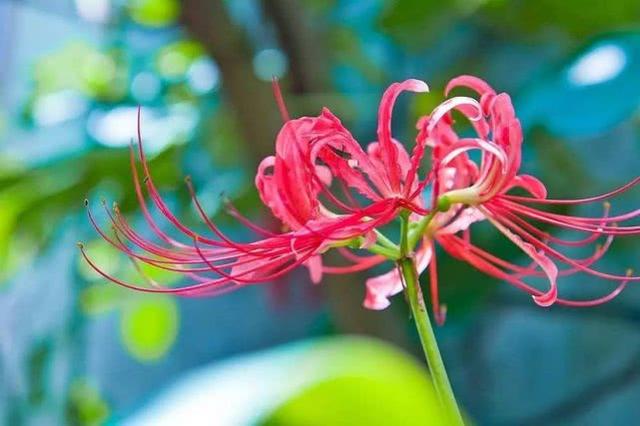 彼岸花的花语是什么，彼岸花花语有什么寓意（代表着最深沉的爱意）