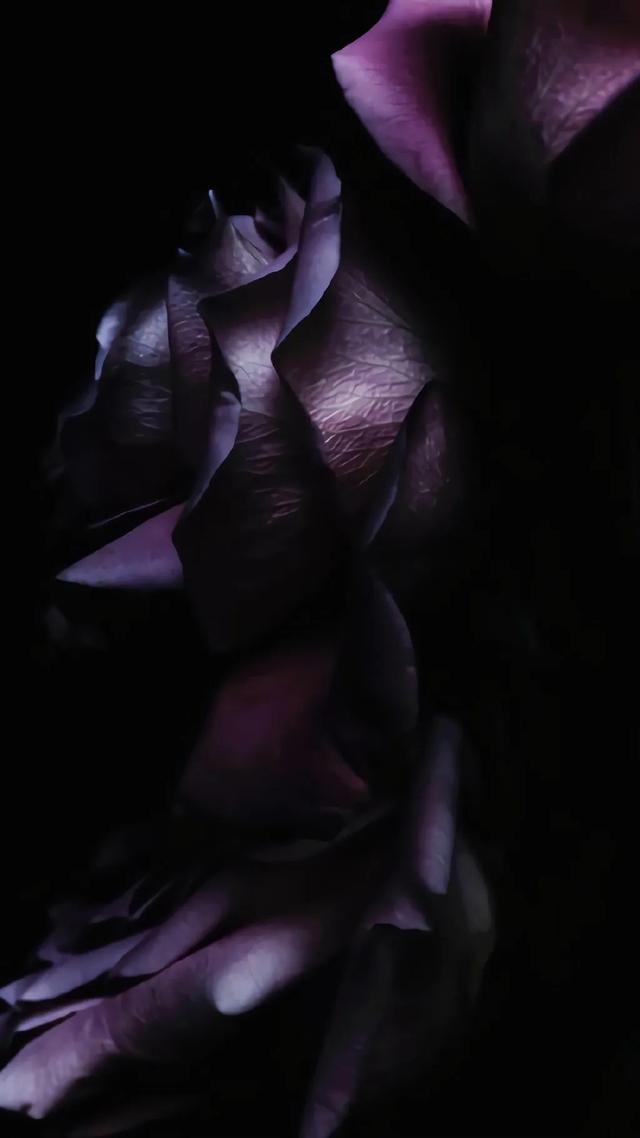 唯美植物花类头像微信，唯美植物花类头像（小清新绿色护眼植物+唯美绽放的瞬间​​​）