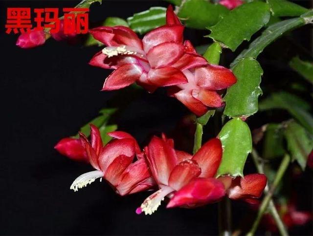 蟹爪兰图片，蟹爪兰你不知道的品种（蟹爪兰支架图片大全）