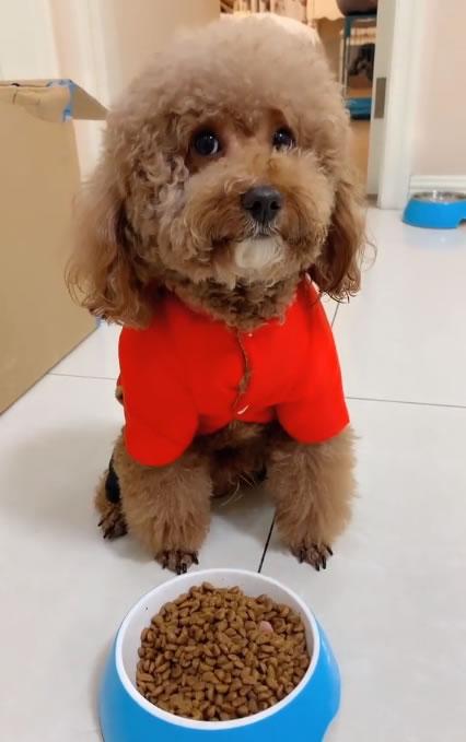 泰迪狗狗呕吐是怎么回事怎么办，泰迪呕吐怎么办（泰迪犬呕吐黄水是怎么回事）