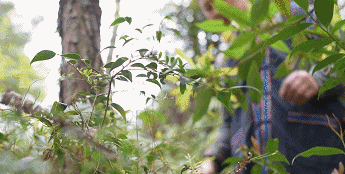 可乐能不能泡在米饭里一块吃，可乐可以泡米饭吗（却喜欢用可乐瓶盛的乌米汁来做饭）