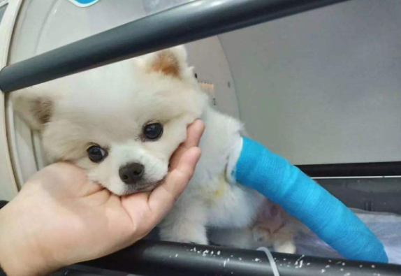 博美狗长什么样，博美犬长啥样（有着这“5大缺点”）