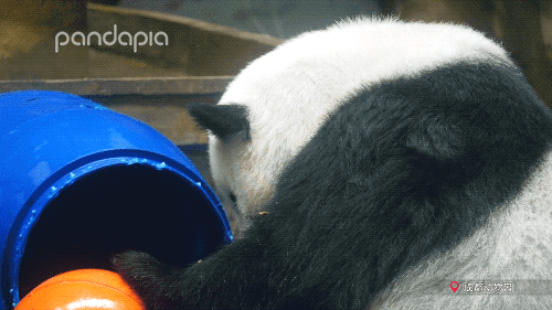 动物园都有什么，北京动物园都有什么（你只看到它们辛勤的玩耍）