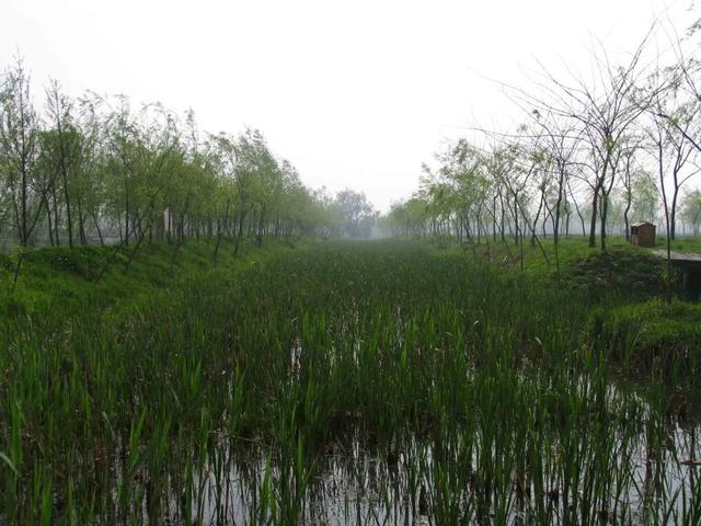 西沙湿地公园在哪，西沙湿地公园在哪个位置（崇明西沙、苏州太湖......长三角71个国家级湿地公园了解一下）