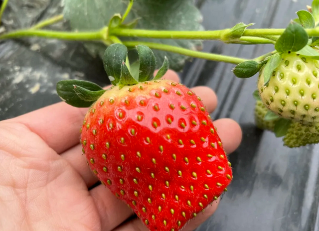 草莓基地在哪里，草莓的产地是哪（成都5个草莓基地）