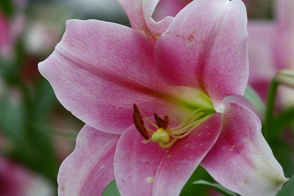 百合花意义象征是什么，百合花的象征和意义是什么（百合花的寓意以及风水作用）