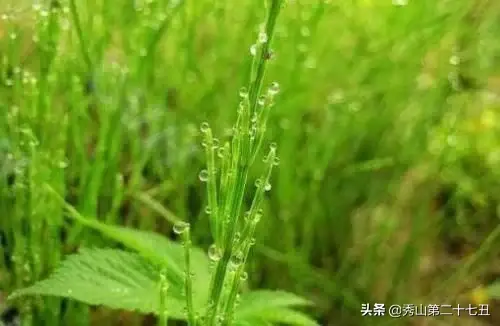 荆草生长的地方是有黄金吗，荆草为什么靠黄金生长（荆草靠黄金生长）