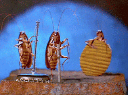 蟑螂的种类，蟑螂的种类及图片大全（这种活了4亿年的虫子能传染40多种疾病）