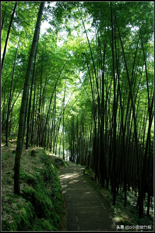 各种水竹养殖方法是什么,各种水竹养殖方法(竹编手艺人常用的竹子有哪