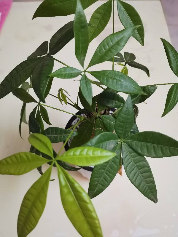 家用智能垃圾桶，垃圾桶边多了不少花（智能垃圾桶怎么用）