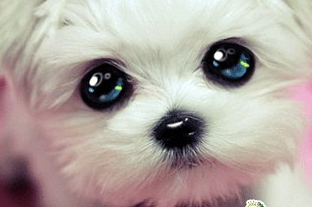 窝狗（卧钩的写法），如何挑一只最优质的狗（狗窝钩织图解）