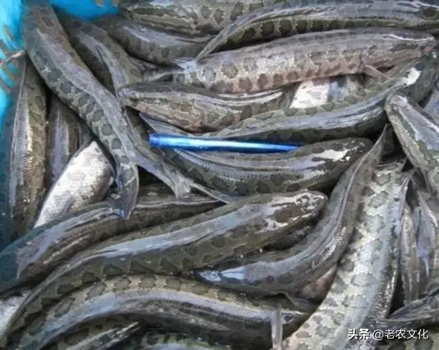 黑鱼养殖成本和利润，黑鱼养殖成本和利润 失败案例（辞职回家承包一亩池塘养殖黑鱼）