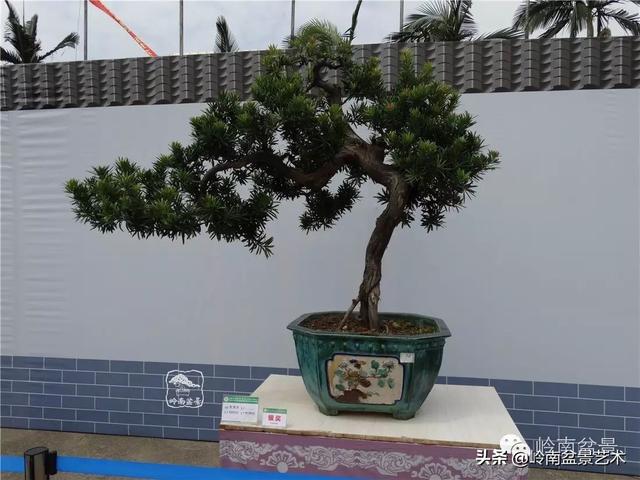 台湾罗汉松，飘逸优雅的海岛罗汉松盆景（台湾罗汉松的养殖方法和注意事项）