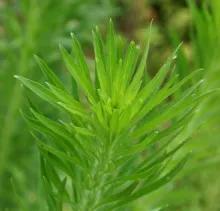 农村的野生植物大全，农村到处可见的野生植物