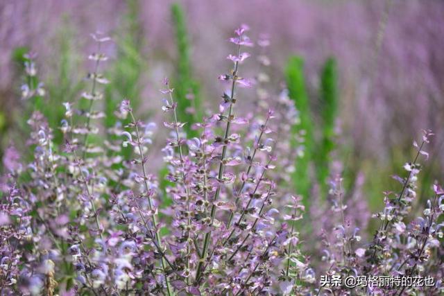 薰衣草如何过冬，薰衣草怎样过冬（西餐料理中常见的几种香草）